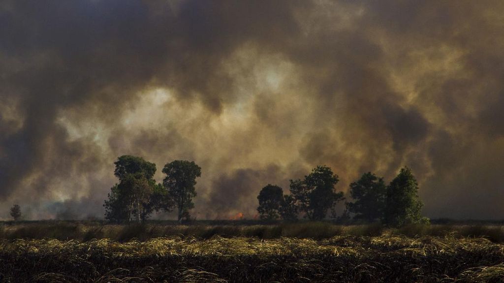 11 Orang Jadi Tersangka Pembakaran Hutan di Sumatera Utara